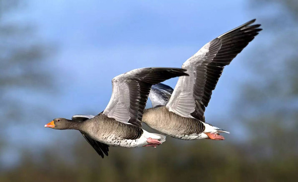 白色强人吕霭宁谁演的?吕霭宁扮演者张曦雯年龄是多少_星空·综合体育(图3) 星空·综合体育官方网站